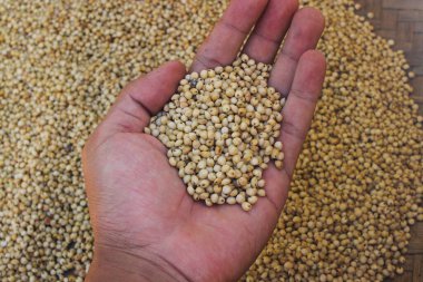 Elinde bir avuç dolusu beyaz sorghum ya da bulanık tahıllı mısır taneleri olsun. Beyaz Sorghum doğal olarak glütensiz, GDO 'suz ve dünya çapında sürdürülebilir önemli bir mahsuldür..