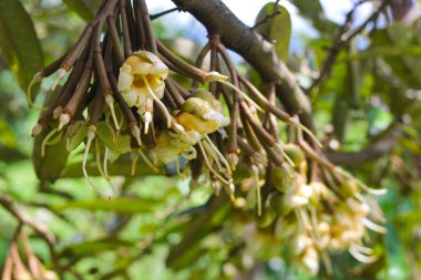 Arka planda bulanık olan Durian çiçeklerinin yakın görüntüsü bahçedeki ağaç dallarında çiçek açıyor. Tropikal meyveler, bahçıvanlık ve tarım geçmişi.