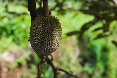 Durian ağaç dallarında yetişen bebek Durian 'ların yakın plan görüntüsü. Endonezya Durian meyve bahçesinde bulanık bir geçmişi var. Güneydoğu Asya 'da yetişen durianlar aynı zamanda meyvelerin kralı olarak da bilinirler..