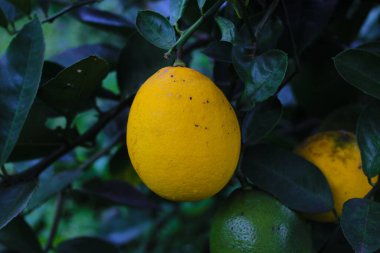 Limon ağacında asılı taze taze sarı limon manzarası limon bahçesinde hasat etmeye hazır.