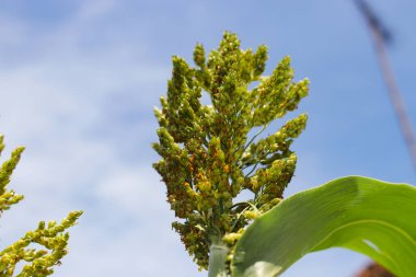Ağacın üzerinde büyüyen beyaz sorghum ya da jowar tahılının yakın plan görüntüsü sabah açık mavi gökyüzü arkaplanıyla. Sorghum doğal olarak glütensiz, GDO 'suz ve dünya çapında sürdürülebilir önemli bir mahsuldür..