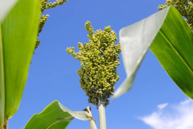 Ağacın üzerinde büyüyen beyaz sorghum ya da jowar tahılının yakın plan görüntüsü sabah açık mavi gökyüzü arkaplanıyla. Sorghum doğal olarak glütensiz, GDO 'suz ve dünya çapında sürdürülebilir önemli bir mahsuldür..