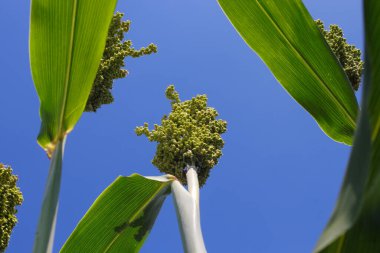 Ağacın üzerinde büyüyen beyaz sorghum ya da jowar tahılının yakın plan görüntüsü sabah açık mavi gökyüzü arkaplanıyla. Sorghum doğal olarak glütensiz, GDO 'suz ve dünya çapında sürdürülebilir önemli bir mahsuldür..