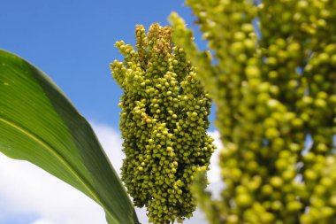Ağacın üzerinde büyüyen beyaz sorghum ya da jowar tahılının yakın plan görüntüsü sabah açık mavi gökyüzü arkaplanıyla. Sorghum doğal olarak glütensiz, GDO 'suz ve dünya çapında sürdürülebilir önemli bir mahsuldür..