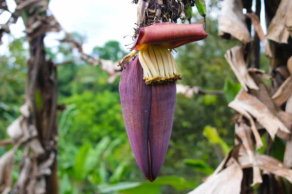 Banana blossom growing on banana tree in the garden. Banana blossom, also known as a banana heart, is a fleshy, purple skinned flower, shaped like a tear, which grows at the end of a banana