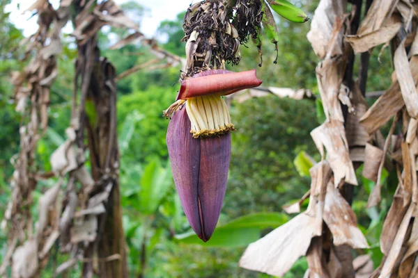 Banana blossom growing on banana tree in the garden. Banana blossom, also known as a banana heart, is a fleshy, purple skinned flower, shaped like a tear, which grows at the end of a banana