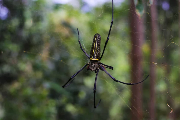 Vista Perto Aranha Madeira Laba Laba Kayu Uma Teia Aranha — Fotografia de Stock