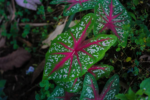 Top View Wild Caladium Red Star Tricolor Green Leaves White — ストック写真