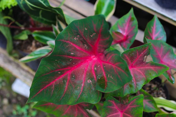 Close View Caladium Hearts Delight Green Leaves Red Veins Blurred — 스톡 사진