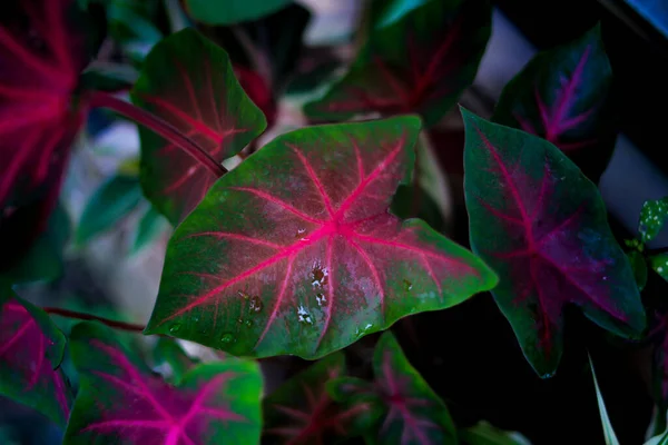 Κοντινή Άποψη Του Caladium Hearts Delight Πράσινα Φύλλα Και Κόκκινες — Φωτογραφία Αρχείου