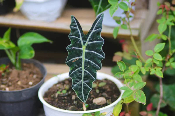 Bahçıvanlık: Alocasia bitkisinin (Alocasia Amazonica Polly) yanmış delik ve bulanık arkaplan ile beyaz tencereye yakından bakışı.