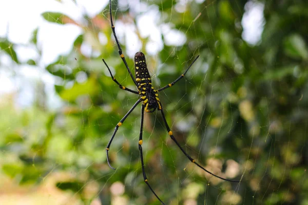 인도네시아 우림에서 거미줄에 거미나일라 Laba Laba Kayu — 스톡 사진