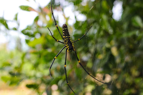 Vista Perto Aranha Madeira Laba Laba Kayu Uma Teia Aranha — Fotografia de Stock