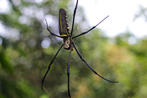 Close-up view of wood spider or laba-laba kayu on a spiderweb with blurred tree background found in Indonesia tropical rainforest.