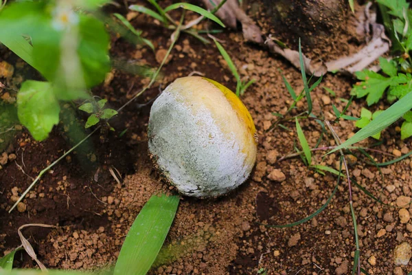 Vue Rapprochée Citron Trop Mûr Couché Sur Sol — Photo