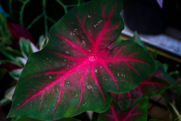 Κοντινή Άποψη Του Caladium Hearts Delight Πράσινα Φύλλα Και Κόκκινες — Φωτογραφία Αρχείου