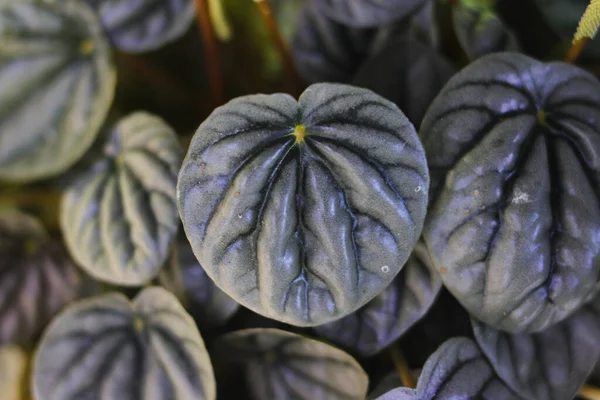 Close View Peperomia Caperata Lilian Houseplant Blurred Peperomia Leaves Background — 스톡 사진