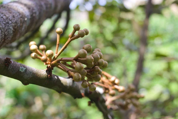 Close View Durian Flowers Blurred Background Blooming Tree Branches Garden — 스톡 사진