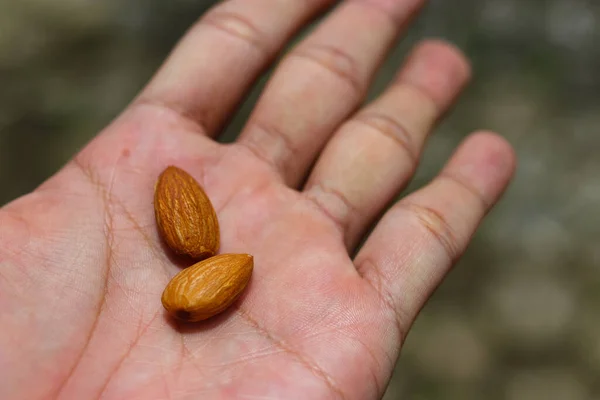 Segelintir Almond Dengan Latar Belakang Gelap Almond Prunus Amygdalus Adalah — Stok Foto