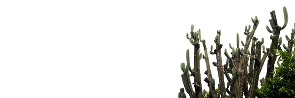 Взгляните Растение Кактус Середине Дня Фоне Белого Яркого Неба Панорамный — стоковое фото