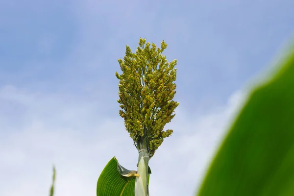 Vista Perto Sorgo Branco Grão Jowar Que Cresce Árvore Com — Fotografia de Stock