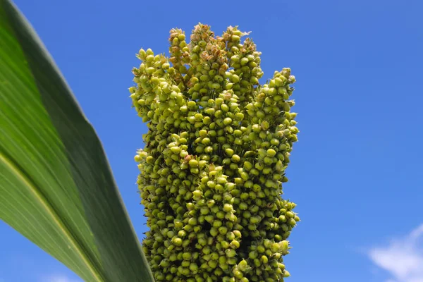 Vista Perto Sorgo Branco Grão Jowar Que Cresce Árvore Com — Fotografia de Stock