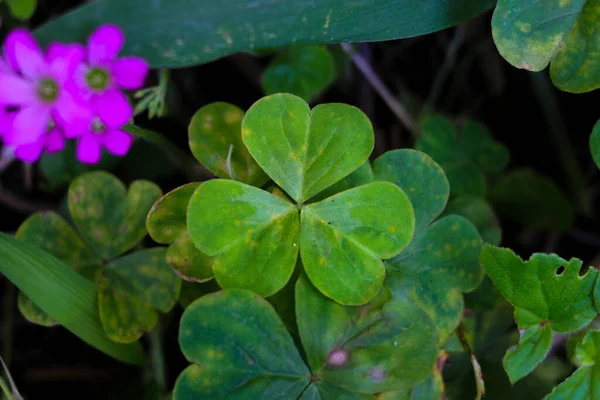 Close-up view of three Leaf Clover or shamrock with blurred clover leaves background in the garden.