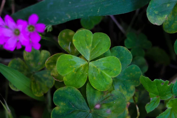 Close-up view of three Leaf Clover or shamrock with blurred clover leaves background in the garden.