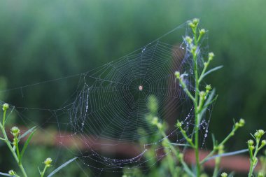 Örümceğin üzerinde çiy damlaları olan yakın plan görüntüsü ve yağmurdan sonra gelen bulanık yeşil çiçek tarlaları.