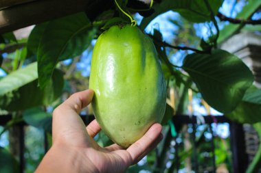 Passiflora quadrangularis meyveleri (ayrıca dev granadilla, barbadine, nar, dev tumbo veya badea olarak da bilinir) Passiflora meyve bahçesindeki ağaçta asılı duran ellerin yakın plan görüntüsü.