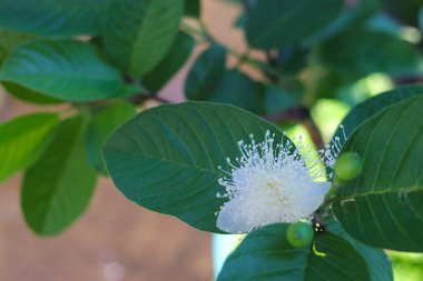 Arka planda bulanık olan Guava çiçeklerinin yakın görüntüsü bahçedeki ağaç dallarında çiçek açıyor. Tropikal meyveler, bahçıvanlık ve tarım geçmişi.