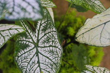 Bulanık yeşil çimen arka planlı Caladium White Christmas 'ın en iyi manzarası. Bahçıvanlık, bitki bakımı, hobi