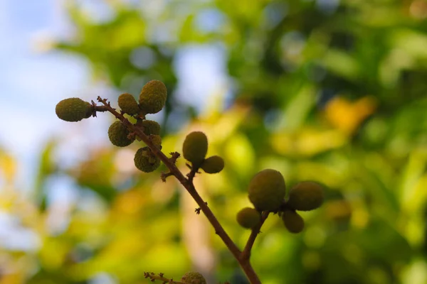Młode Owoce Longana Rozmazanym Zielonym Tłem Longgańskim Sadzie — Zdjęcie stockowe