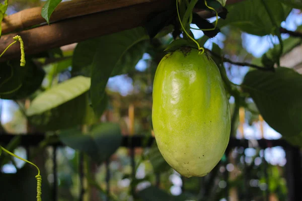 Passiflora Quadrangularis meyvelerinin (ayrıca dev granadilla, barbadine, nar, dev tumbo veya badea olarak da bilinir) Passiflora meyve bahçesindeki ağaçta asılı olan yakın plan görüntüsü.
