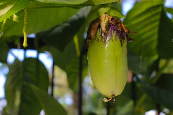 Passiflora Quadrangularis meyvelerinin (ayrıca dev granadilla, barbadine, granadine, granadine, dev tumbo veya badea olarak da bilinir) Passiflora meyve bahçesindeki ağaç asmalarında yetişen yakın plan görüntüsü.