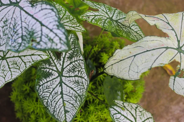 Bulanık Yeşil Çimen Arka Planlı Caladium White Christmas Iyi Manzarası — Stok fotoğraf