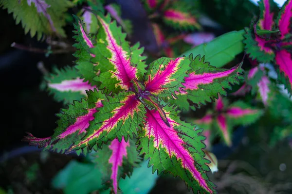 Gyönyörű Miana Növény Változatos Levelekkel Kertben — Stock Fotó
