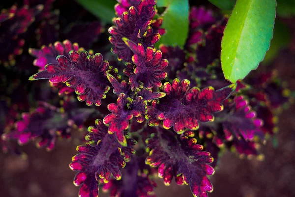 Bonita Planta Miana Com Folhas Variagadas Crescendo Quintal — Fotografia de Stock