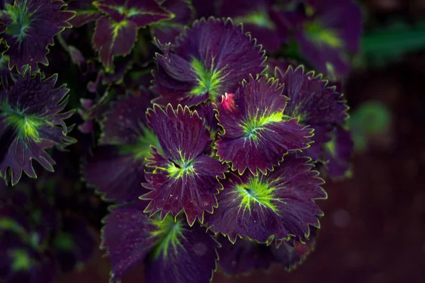 Gyönyörű Miana Növény Változatos Levelekkel Kertben — Stock Fotó