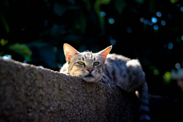 一只滑稽的条纹猫躺在墙上 姿势怪异 阳光温暖 背景色平淡 近景逼真 — 图库照片