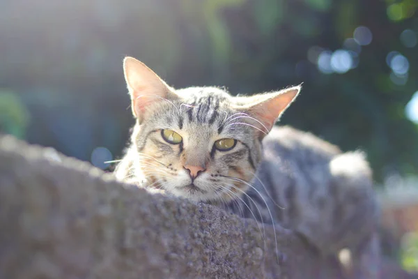 Close Zicht Een Grappige Gestreepte Kat Liggend Muur Met Rare — Stockfoto