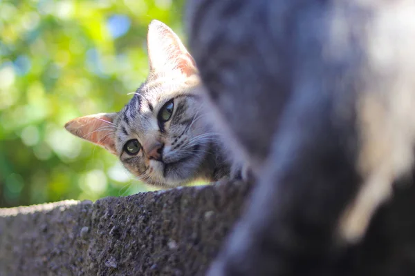 Närbild Rolig Randig Katt Liggande Väggen Och Ser Tillbaka Med — Stockfoto