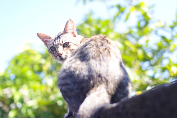 가까이 재미있는 줄무늬 고양이가 햇살을 받으며 돌아보며 아침에 산책을 — 스톡 사진