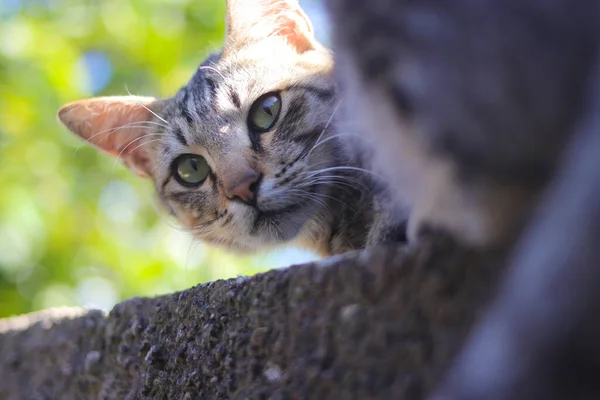 Närbild Rolig Randig Katt Liggande Väggen Och Ser Tillbaka Med — Stockfoto