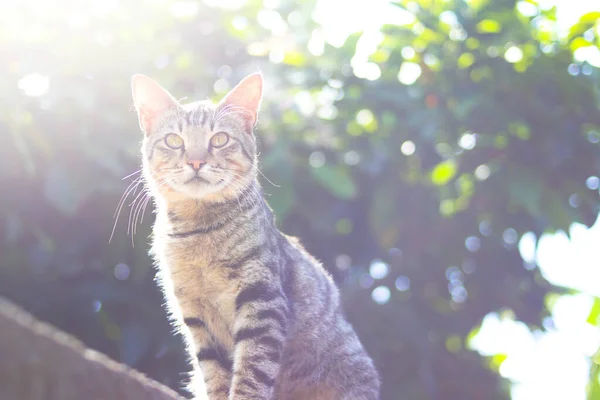 Güzel Çizgili Bir Kedinin Yakın Plan Görüntüsü Sıcak Güneş Işığı — Stok fotoğraf