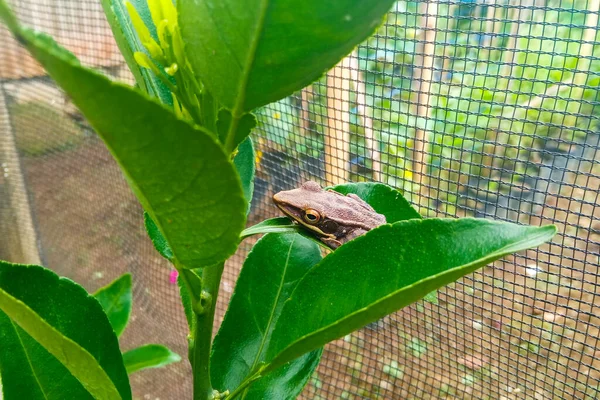 Close-up view Striped Tree Frog on green leaf in the garden