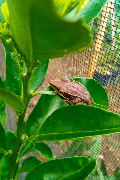 花园绿叶上的条纹树蛙近景 — 图库照片