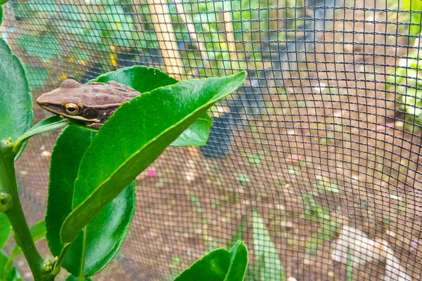 花园绿叶上的条纹树蛙近景 — 图库照片