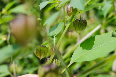 Bahçedeki ağaçtaki kirazların yabani meyvelerinin yakın plan görüntüsü. Ayrıca Cecenet, Cecendet, Kopok-kopokan, ciplukan, Physalis Peruviana ve İnka çileği olarak da bilinir.