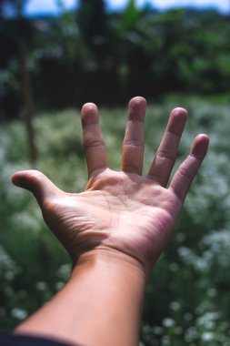 Beyaz çiçek tarlaları olan bir el. Fotokopi alanı ile bahçıvanlık, romantizm, ilişki ve doğa arka planı